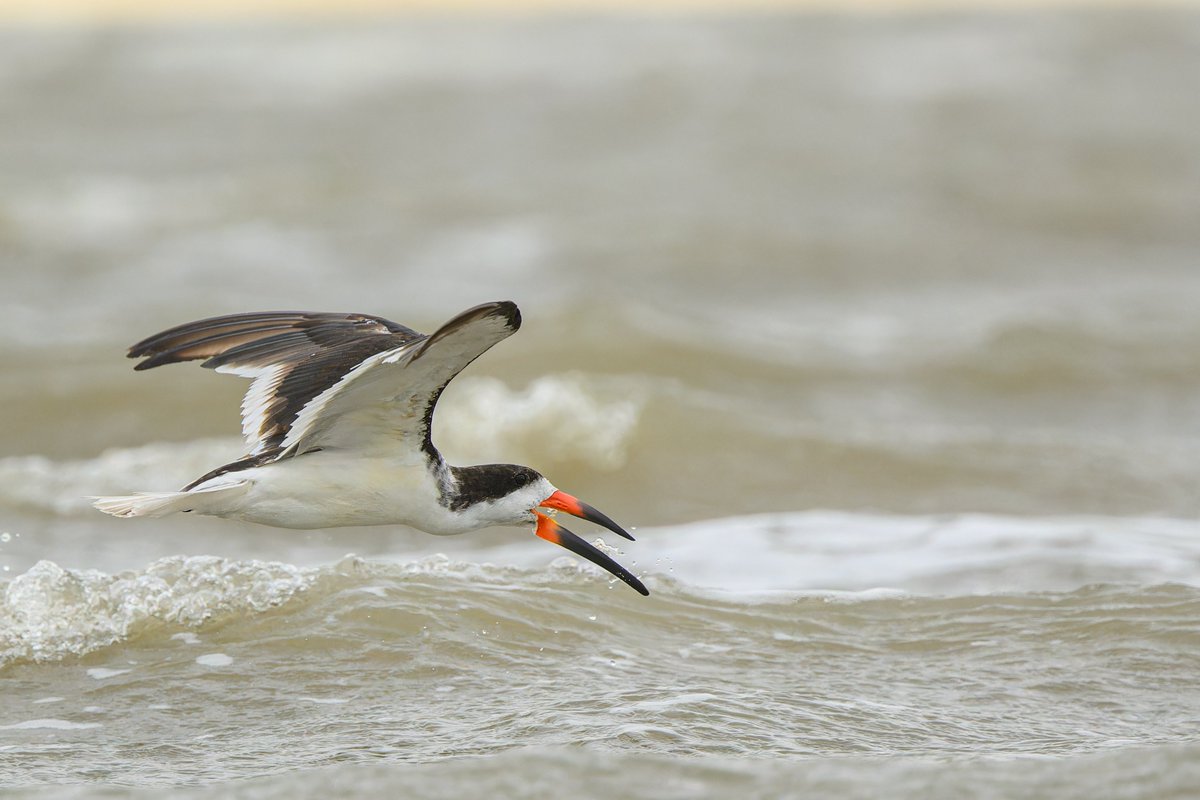 It's a good time to be at the beach in the @CityofGalveston area, the Black Skimmers are hard at work and amazing to watch. 

Shot with my @NikonUSA Z9 + NIKKOR Z 100-400 f/4.5-5.6 S

#nikoncreators #nikonphotography #birdsinflight #wildlifephotography #birdphotography