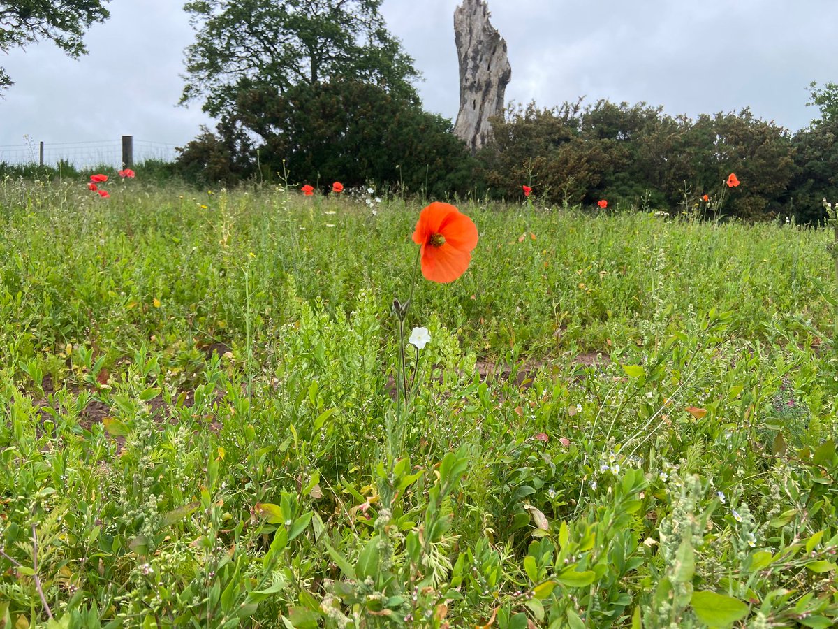 Look at how lovely our wildflower meadow looks in the sun! Bees and other useful pollinators love to use wildflower meadows for food and shelter. <a href="/LEAF_Farming/">LEAF</a>  #netzero🥕