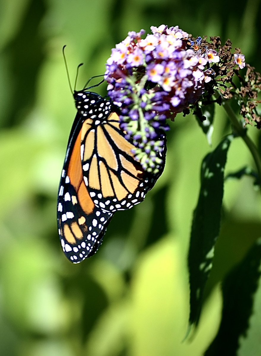 Good Morning and Happy Thursday, to You. Another #monarch for #InsectThursday. 
#EndangeredSpecies #SaveTheMonarch #Pollinators