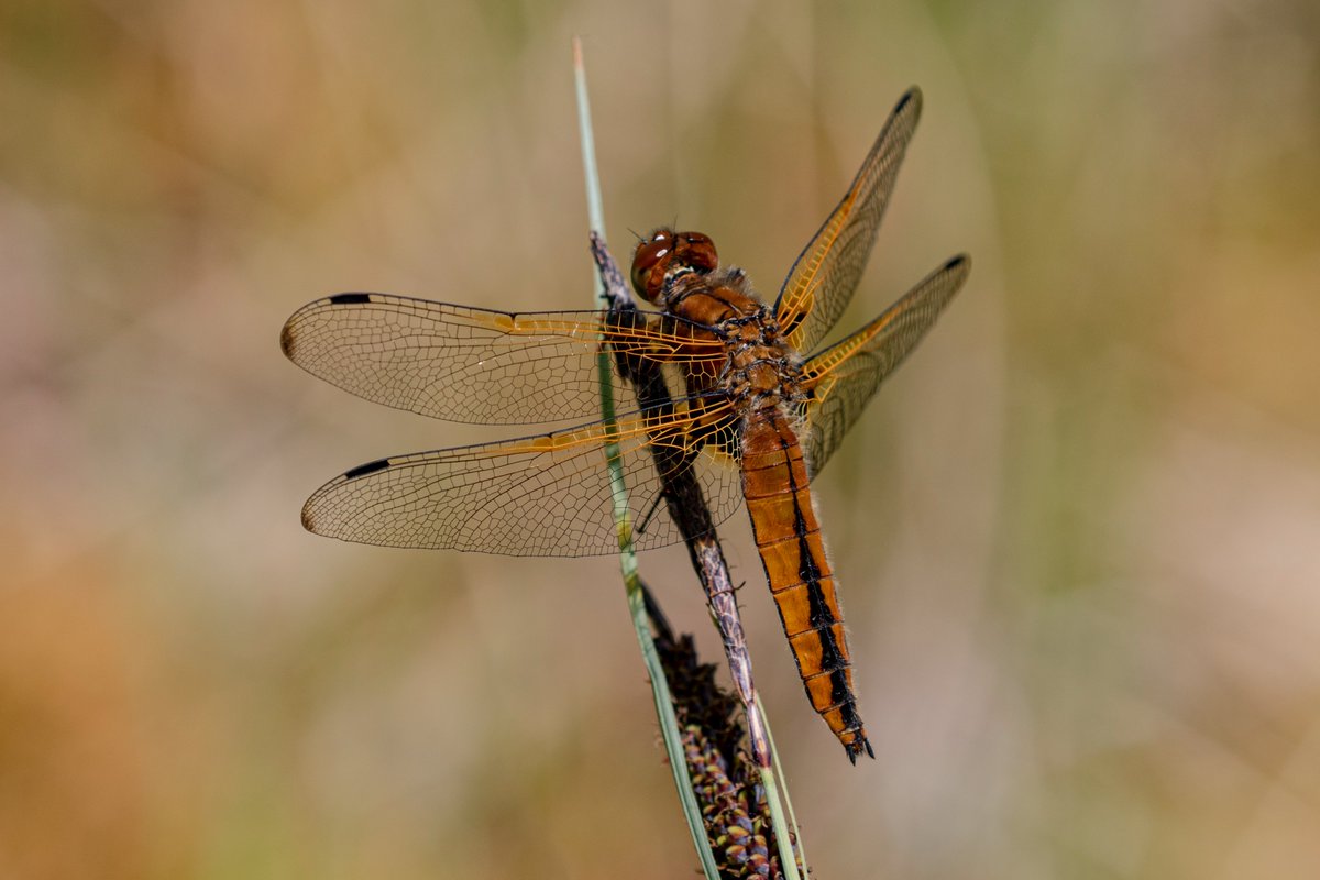 Today (010623) at least 4 Scarce Chaser at Lower Moor in Wiltshire. <a href="/BDSdragonflies/">British Dragonfly Society</a> <a href="/BBCSpringwatch/">BBC Springwatch</a> #springwatch <a href="/CWPBirds/">CWP Birds</a> @BenCWP <a href="/cwpbirder/">Jonathan Mercer</a>