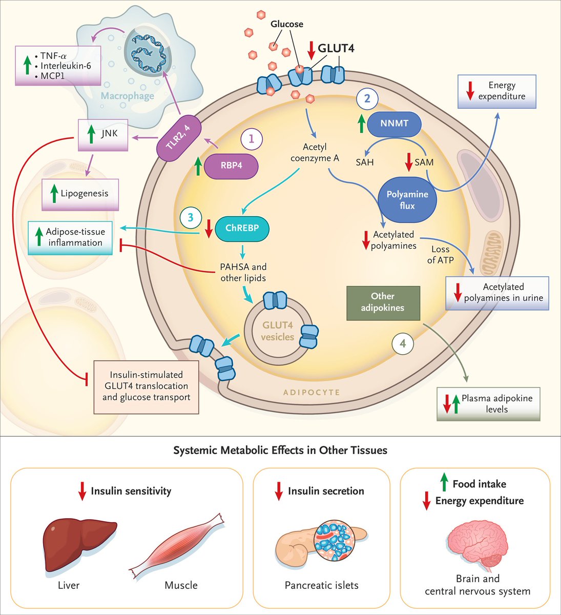 Scott Isaacs tweet media