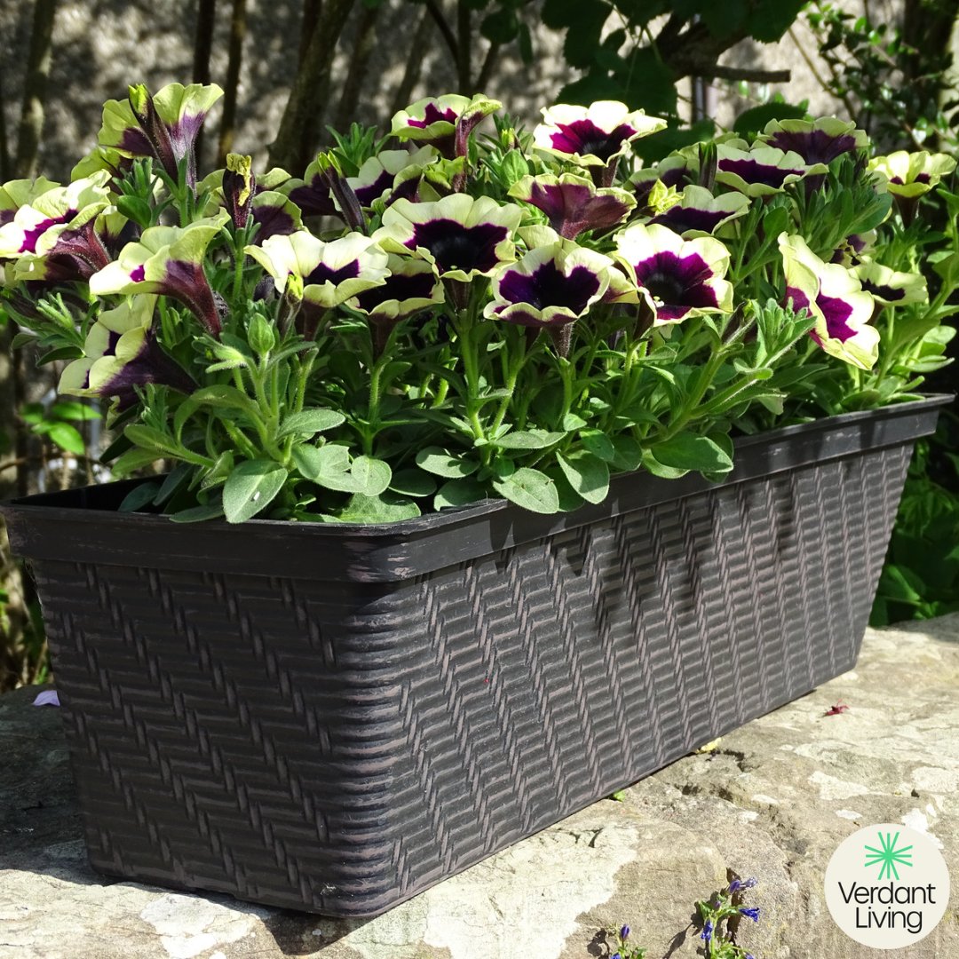 Our Black Rattan Window Box with a Chocolate Brush Finish is hand-painted by skilled craftsmen. A distinctive planter which has the looks of the traditional black rattan style but with the benefits of recycled lightweight plastic. Link in the bio⬆️

#pottedgarden #lovegardening