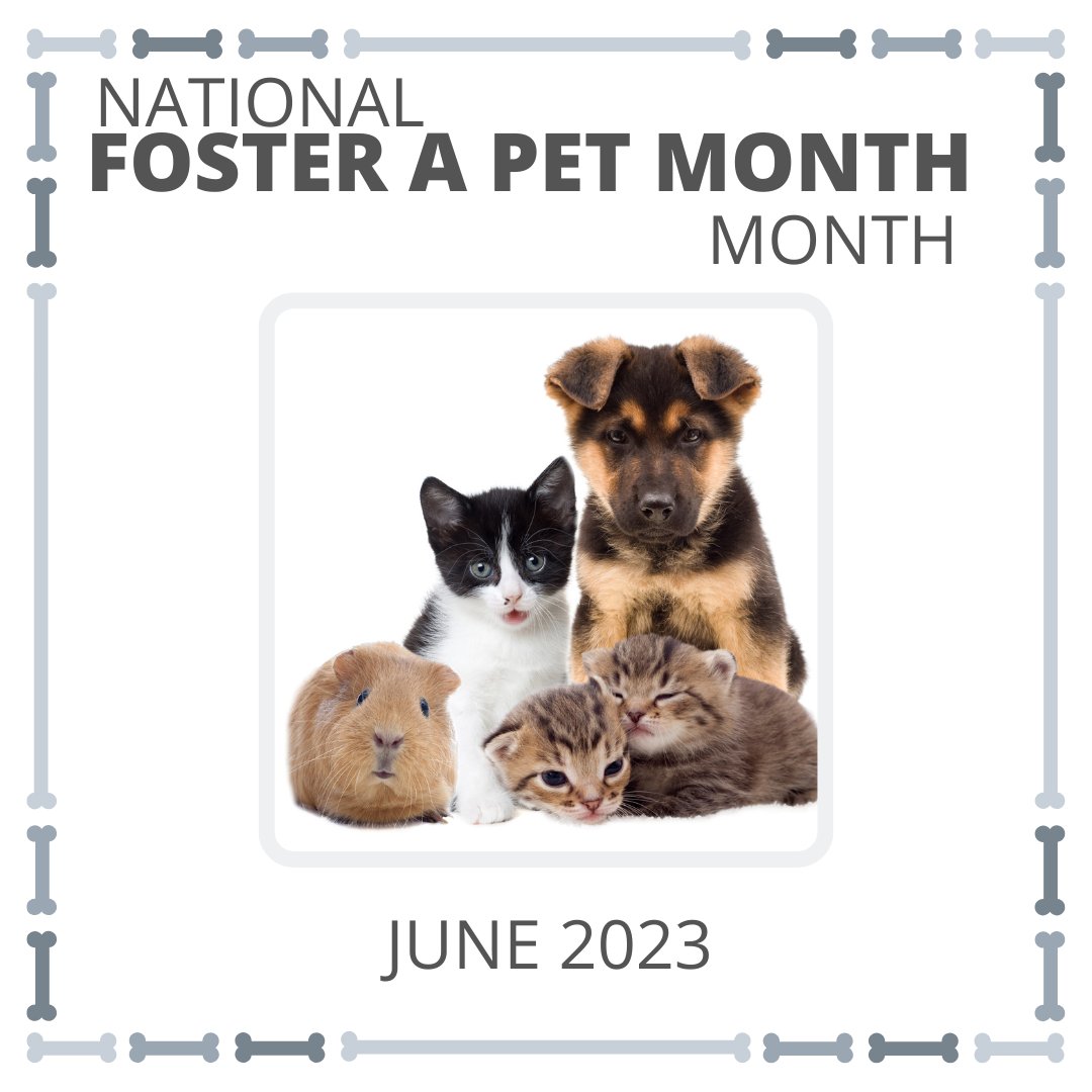 #NationalFosterAPetMonth #FosterAPetMonth #FosterAPet