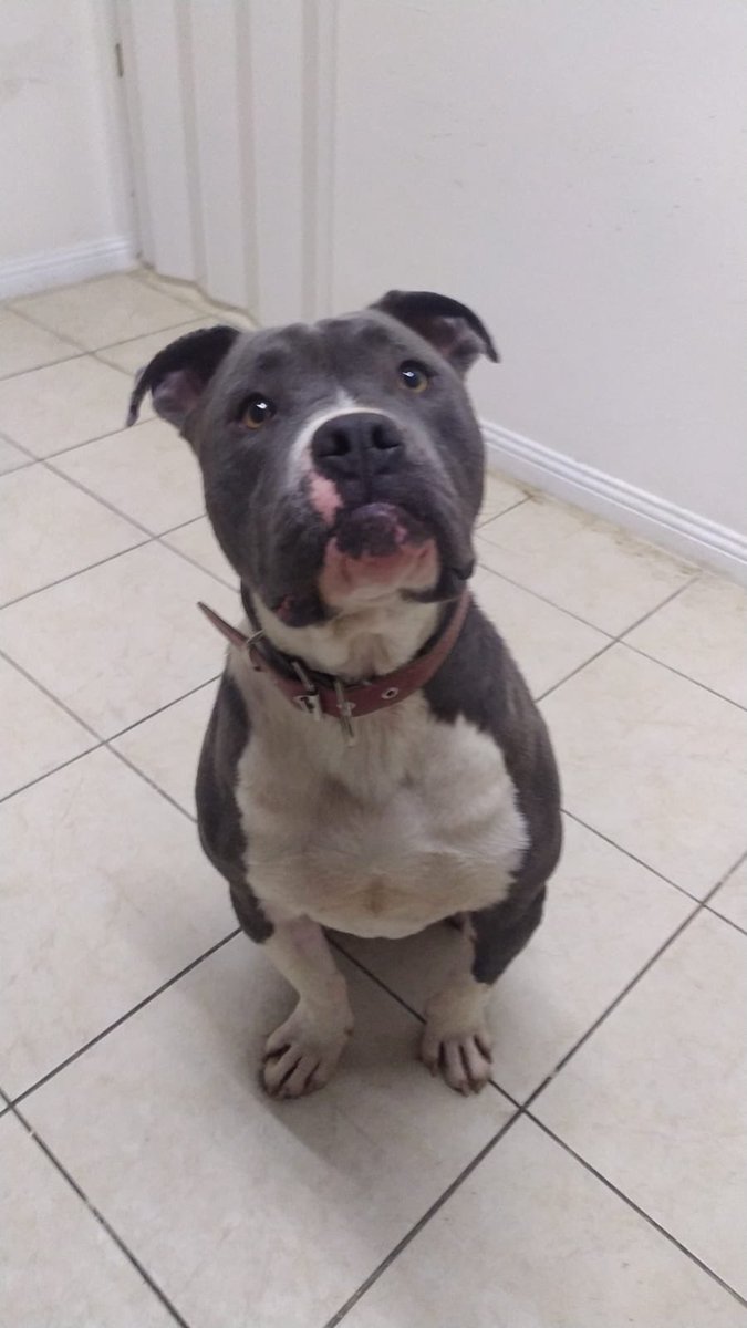 Baileysthepit's tweet photo. GEÇİCİ/KALICI YUVA İLANI. İSTANBUL

Kedi ve köpeklerle arası iyi
10 aylık sosyal ve çok uyumlu bu oğlumuz edirneye yuvalanmıştı ama maalesef alanlar vazgeçti ve yarın istanbula geliyor çok acil geçici veya kalıcı yuvaya ihtiyacımız var 

İletişim:0507 481 36 33 https://t.co/EoIpsq1Zdc
