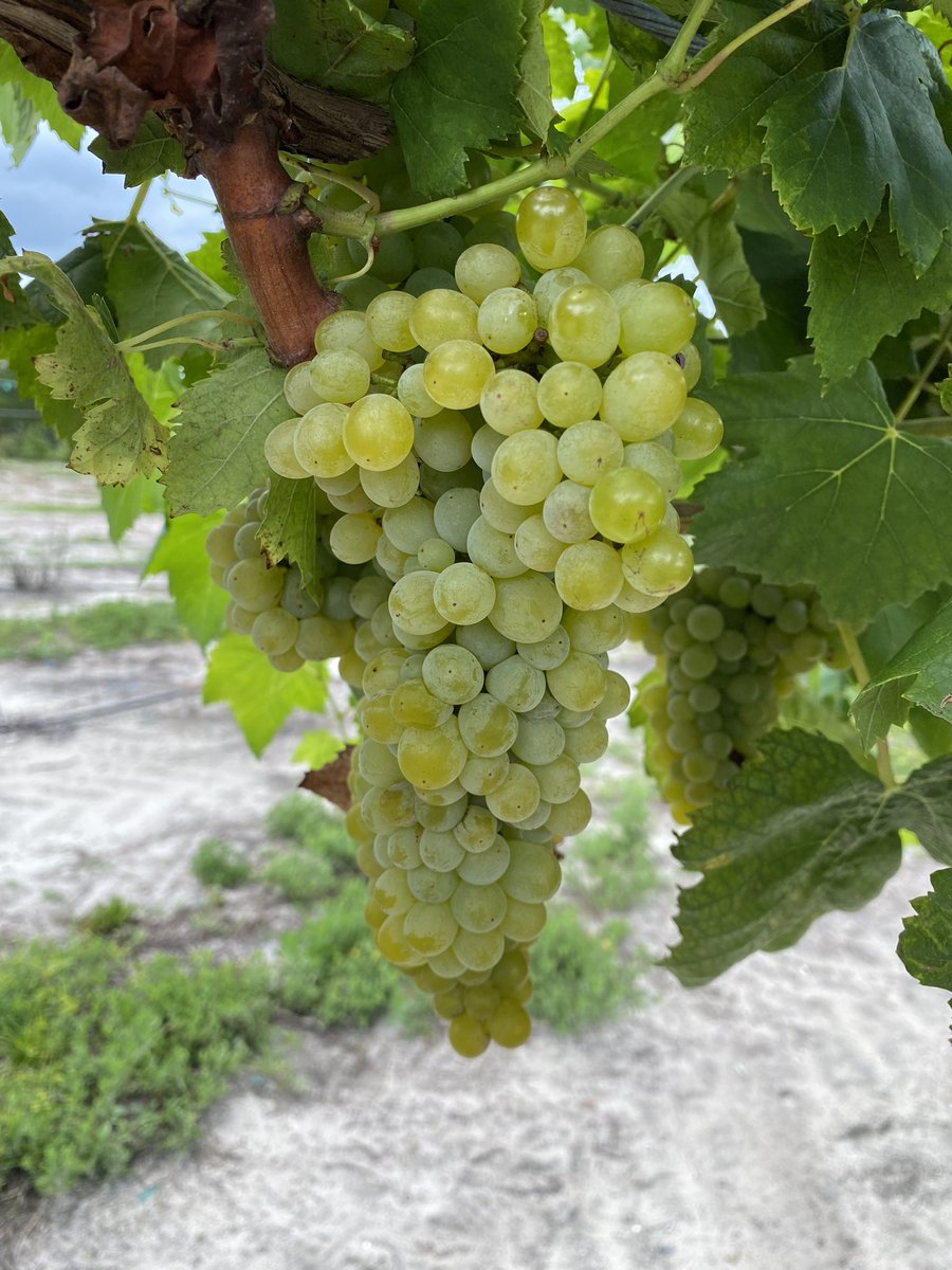 #PiercesDisease resistant seedless grape from the #UF grape program.  Definitely one to keep an eye on and conduct some berry size improvement studies! #investinthefuture