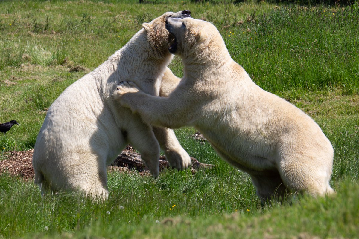 richarddignall's tweet photo. Only just got round to sorting last week's photos from @YorkshireWP  - short 🧵 of my favourite 12 pics https://t.co/YrrX9ZuO5I