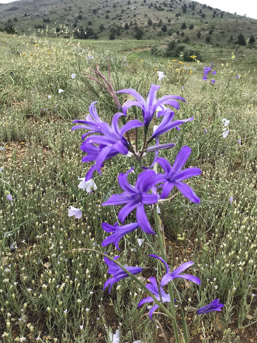 TekinMustafa01's tweet image. Doğayı sevdiğim doğrudur. 🥰
#doğa #çiçekler #böcekler #dünyakazanbenkaşık #tekinmustafa #aladağ #flowers🌸 #adana #türkiye #fotoğraf #myıphone