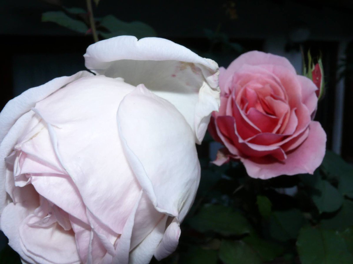 Succession is a law of nature. 

#Succesion #rose