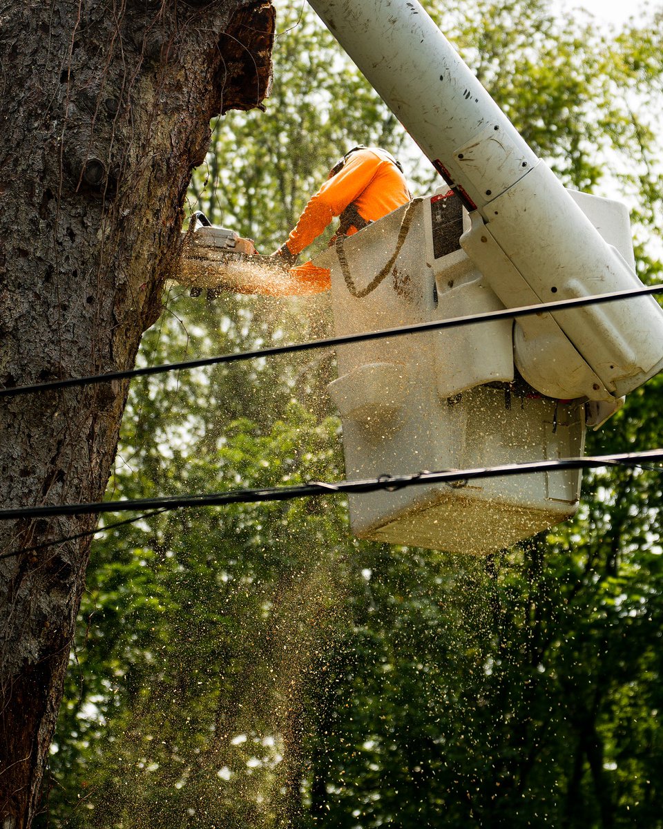 Navigating power lines is a daily task🌲⚡️ 

-
-
-
-
-
-
-
#treework #arborist #stihl #treelife #arblife  #treecare #treeclimbing #treesurgeon #treeclimber #chainsaw #logger #tree #treeremoval #treeservice #arboriculture #trees #arboristsofinstagram #husqvarna #arboristlife