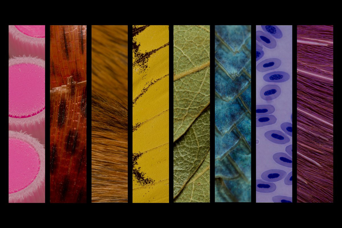 Museum of Southwestern Biology tweet media