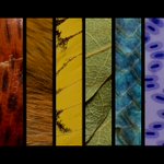 Photo by Museum of Southwestern Biology (@UNM_MSB)