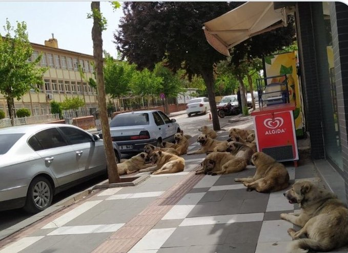 ahmeteminseyhan's tweet photo. Şehrin göbeğindeki şu görüntü rezalet ve ilkelliktir.

Bu çağdışı görüntüyü savunanın psikolojik sorunları vardır. 

Acilen doktora götürülmelidir.

@RTErdogan
@TBMMresmi
@TC_icisleri
@Suleymansoylu
@csbgovtr
#KöpekTerörü #KöpekSorunu #KöpekleriUyutun
@YdkBasibosTehli https://t.co/k4zQVzUv5E