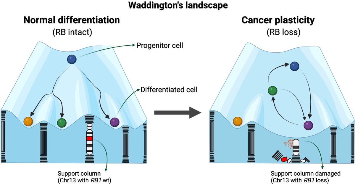 MCR_AACR's tweet photo. From the June Issue—
Significance of RB Loss in Unlocking #Phenotypic Plasticity in #AdvancedCancers, by Venkadakrishnan et al.
https://t.co/eWE1b5HcSm
@DanaFarber https://t.co/5M0nm7SGjk