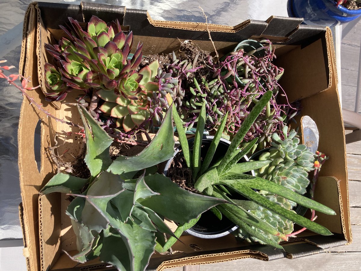 What I’ll be playing with today, thanks to a ridiculously generous friend/fellow plant freak❤️ #gardening #succulents