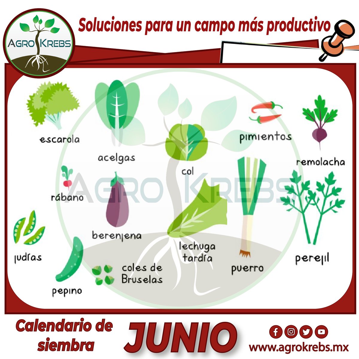 agrokrebs's tweet photo. ¿𝑸𝑼𝑬 𝑺𝑬𝑴𝑩𝑹𝑨��� 𝑬𝑵 𝑱𝑼𝑵𝑰𝑶?
El mes de JUNIO es buenos para reemplazar las plantas que estén dañadas o que no tengan un crecimiento vigoroso, muchas plantas tienen un parón vegetativo y vale la pena que las sustituyas por otras. @agrokrebs https://t.co/hcbBQt1hGQ
