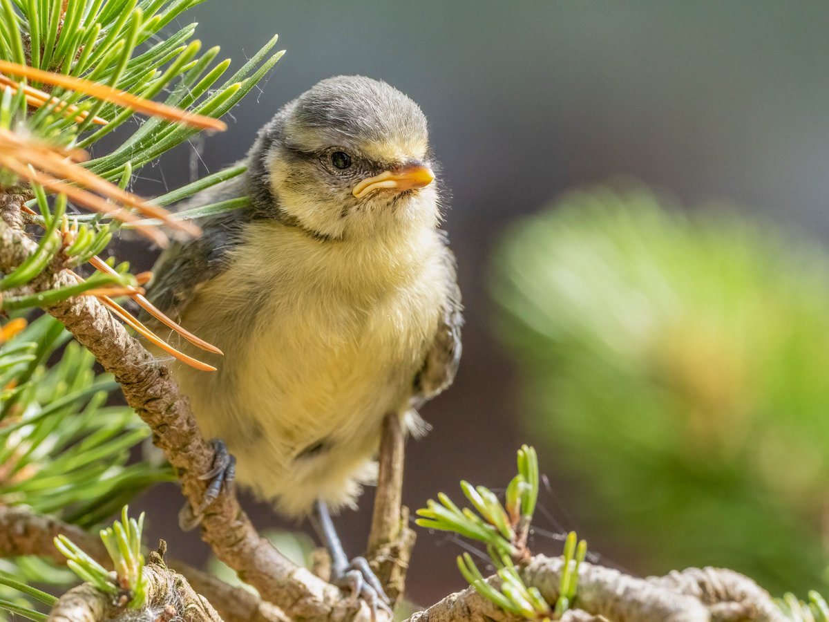 My Blue Tit chicks fledged today. One of them fluttered into the workshop and landed on the bonsai tree I was working on.  #babybirds #bluetits  #naturephotography