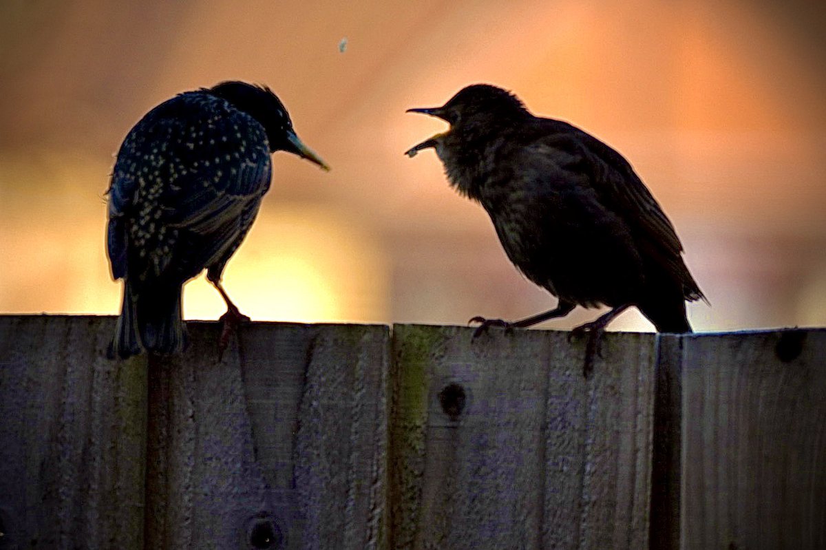 Feed me!! ❤️ #TwitterNatureCommunity #Springwatch #bbcspringwatch @BBCSpringwatch #NatureEnchantment #birdphotography #twitterbirds #starlings #babybirds #nikonphotography #rspb #TwitterNaturePhotography