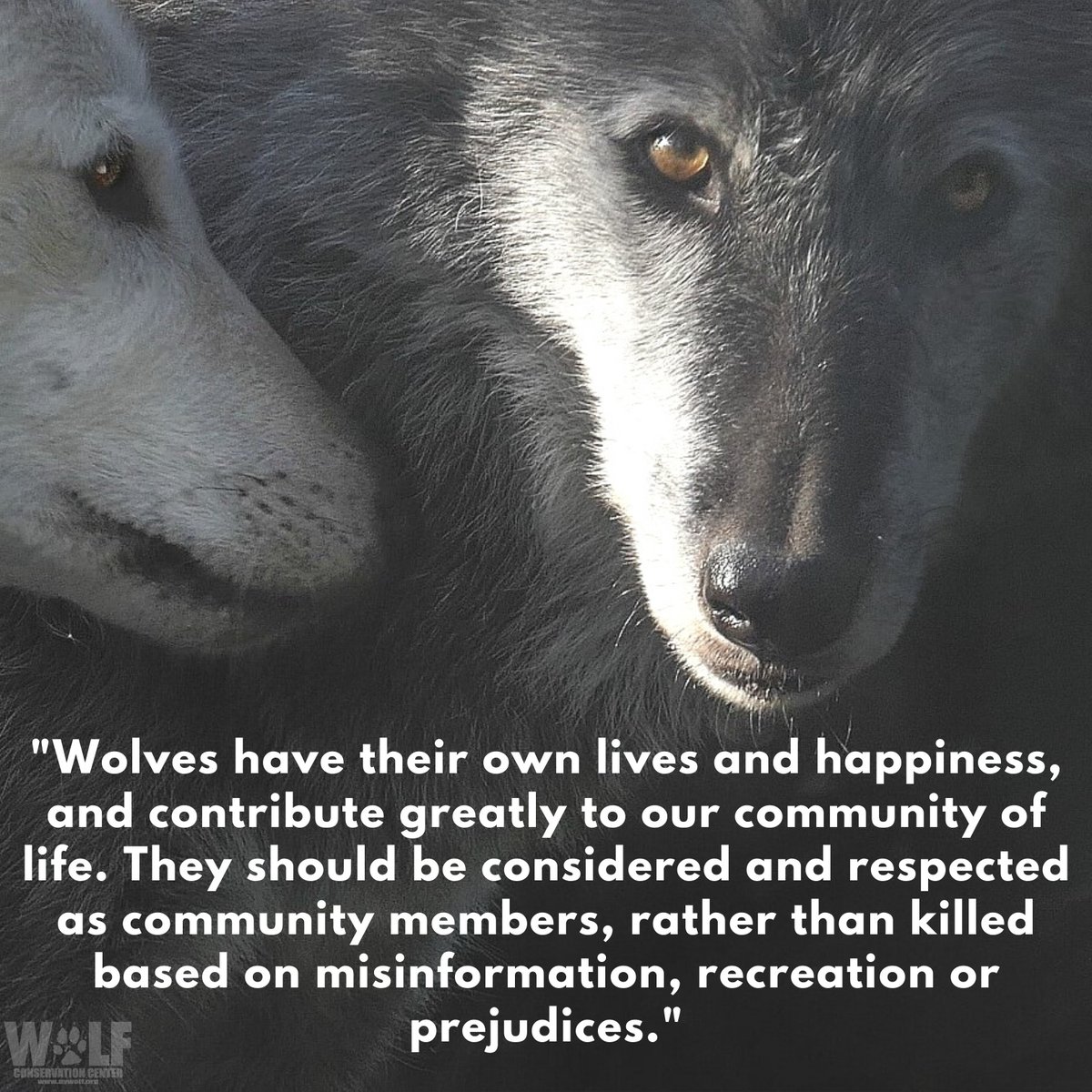 3/3: Wisconsin also showed its inability to commit to sound science + to carry out its essential responsibilities like enforcing quotas, addressing poaching, + assuring tribes maintain their longstanding rights to natural resources.
#RelistWolves