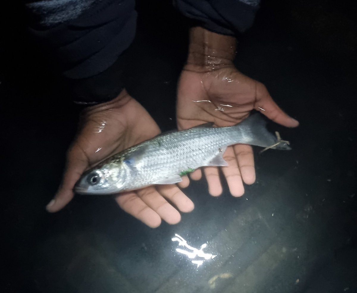 We. Have. DATA!!!! Yesterday,  we download 6 of 23 <a href="/Innovasea/">Innovasea</a> receivers in the Kowie Estuary, #SouthAfrica as part of <a href="/DmMukhari/">Dinah Mukhari</a> and <a href="/BantonyZiko/">Bantony Ziko</a>  PhD project, and 51 of 57 tagged mullet have been detected more than 220 000 times! And that's just 2 months of data 🤯