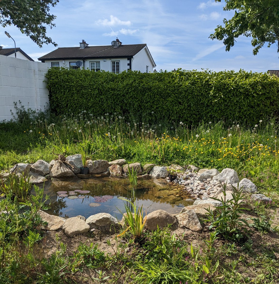 Pictures just can't convey how lovely our back garden is after adding a pond and 4 years of no mowing (I trim some of the grass by hand and tend lightly).

I'll zoom in to show you some of the wildflowers that bloomed during #NoMowMay ⤵️