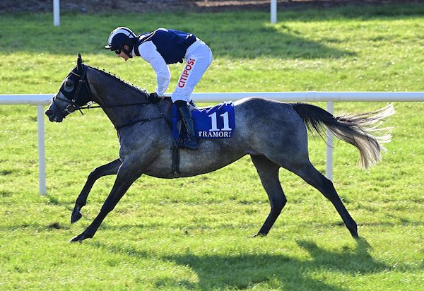 Racing preview with Danny Mullins 🏇🏼

Top jockey @dan2231 will be running you through his thoughts on this weekends cards at Tramore👏

📍Parade Ring, before the first race on both evenings 

🎟️ Tickets still available online! 

🔗 tramoreraces.ie/buy-tickets/

#muchmorethanracing