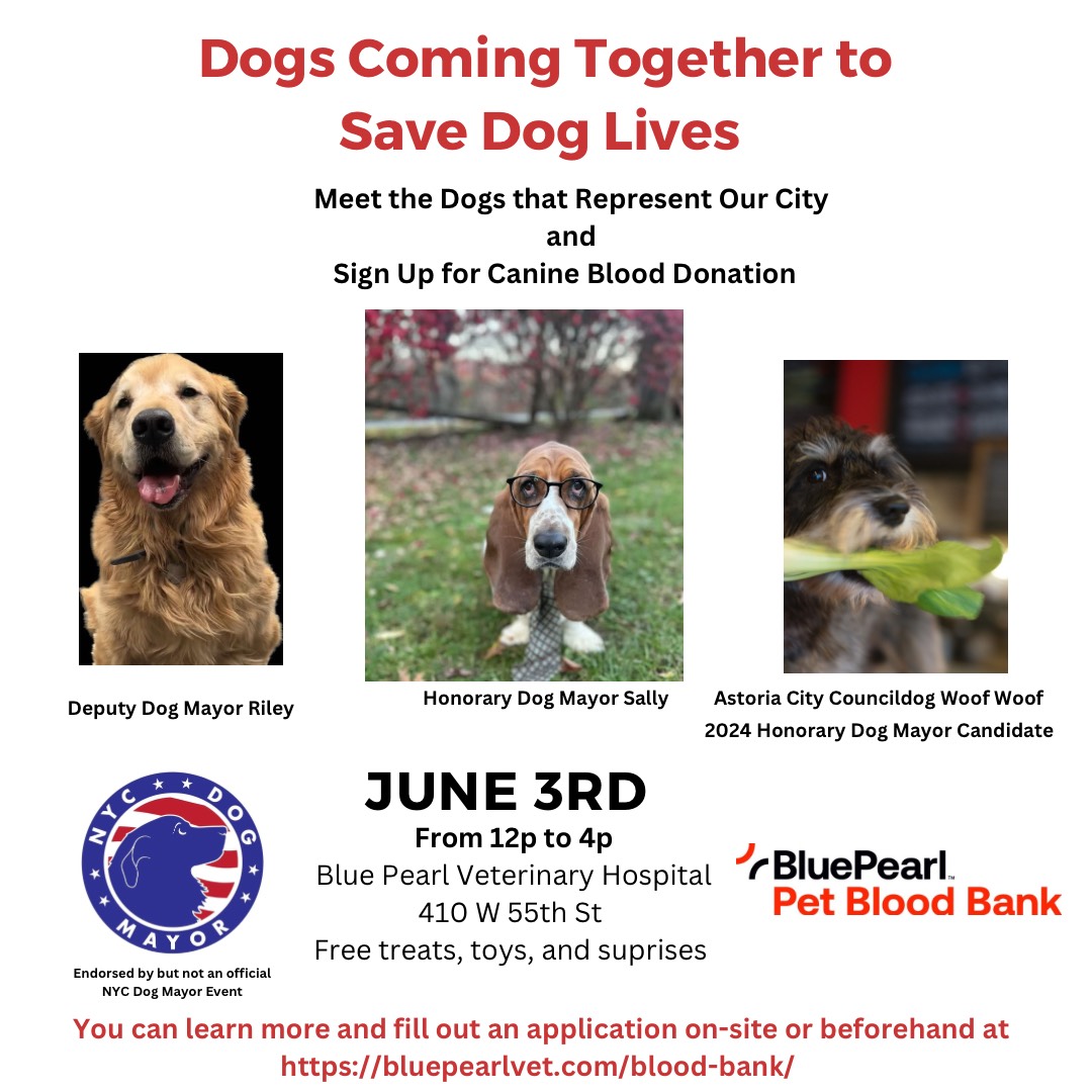 Don't miss the Canine Blood Drive Information &amp; Signup Event this Saturday 6/3! Every dog that donates (must be over 40 lbs) can save 3 dog lives everytime they donate. 12pm-4pm at W 55th St., Blue Pearl Veterinary Hospital. Let's witness the power of dogs uniting to save lives!