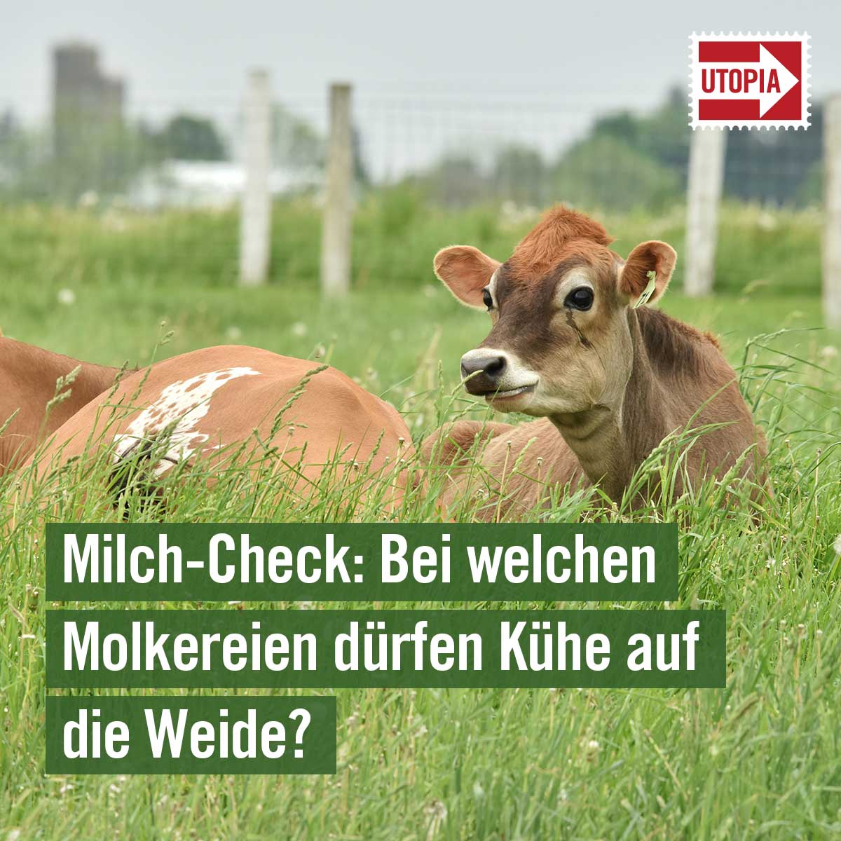 utopia's tweet photo. #Greenpeace hat das Angebot verschiedener #Molkereien miteinander verglichen. 🥛🐮👉https://t.co/kEEYbZ4pUC @greenpeace_de #milch #weidemilch https://t.co/W1aNrSENhh
