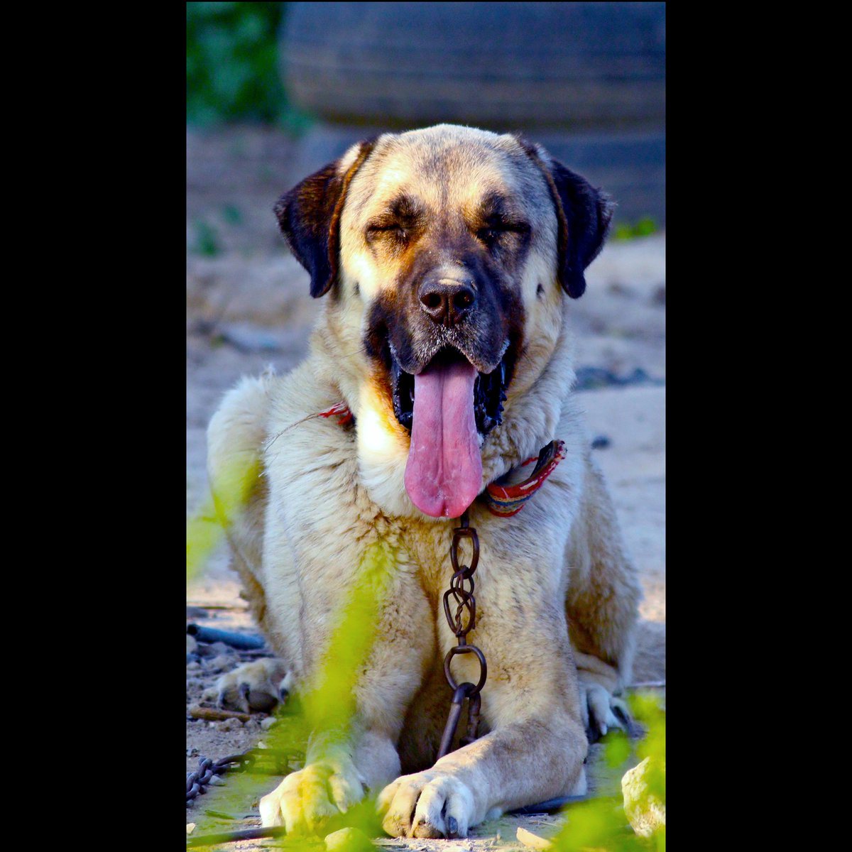 OzgunSozuer's tweet photo. https://t.co/nxlRlOOvVN 

#localdogs #primitivedog #aboriginaldog #landracedog #16x9_dogs #localdogbreed  #molloser #molosoide #landrace #kangal #kangaldog #kangal_tr #anatolianshepherd #7DM2  #500pxrtg #ThePhotoHour #400mmL #dailyphoto #PintoFotografía #PhotographyIsArt https://t.co/PHIIjKkUPy