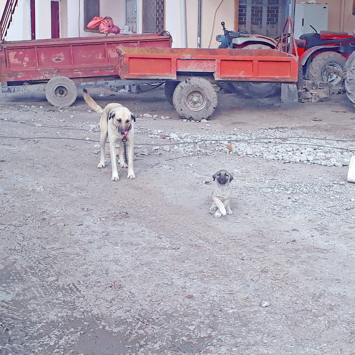 OzgunSozuer's tweet photo. https://t.co/nxlRlOOvVN 

#localdogs #primitivedog #aboriginaldog #landracedog #16x9_dogs #localdogbreed  #molloser #molosoide #landrace #kangal #kangaldog #kangal_tr #anatolianshepherd #7DM2  #500pxrtg #ThePhotoHour #400mmL #dailyphoto #PintoFotografía #PhotographyIsArt https://t.co/PHIIjKkUPy