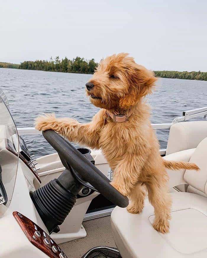 Everyone loves living the lake lifestyle!  We mean everyone!!! 
866 OWN-LAKE
texaslandandlakes.com/triangle-shores