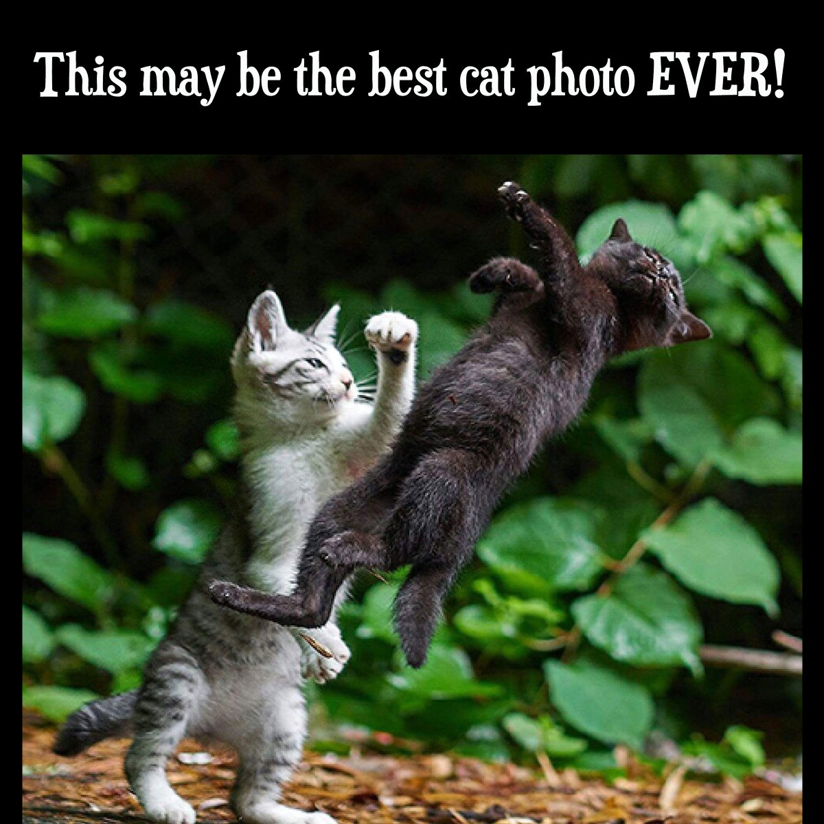 100% 🤣

#ThursdayFunny #Cats #CatPhotos #KittenFight #CatsOfTwitter