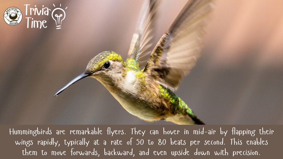 It's Trivia Time!😊
Learn more about hummingbirds with this fun trivia!💡
#ThursdayTrivia
#triviatime
#hummingbirdtrivia