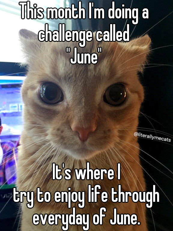 LiterallyMeCats (@literallymecats) on Twitter photo 