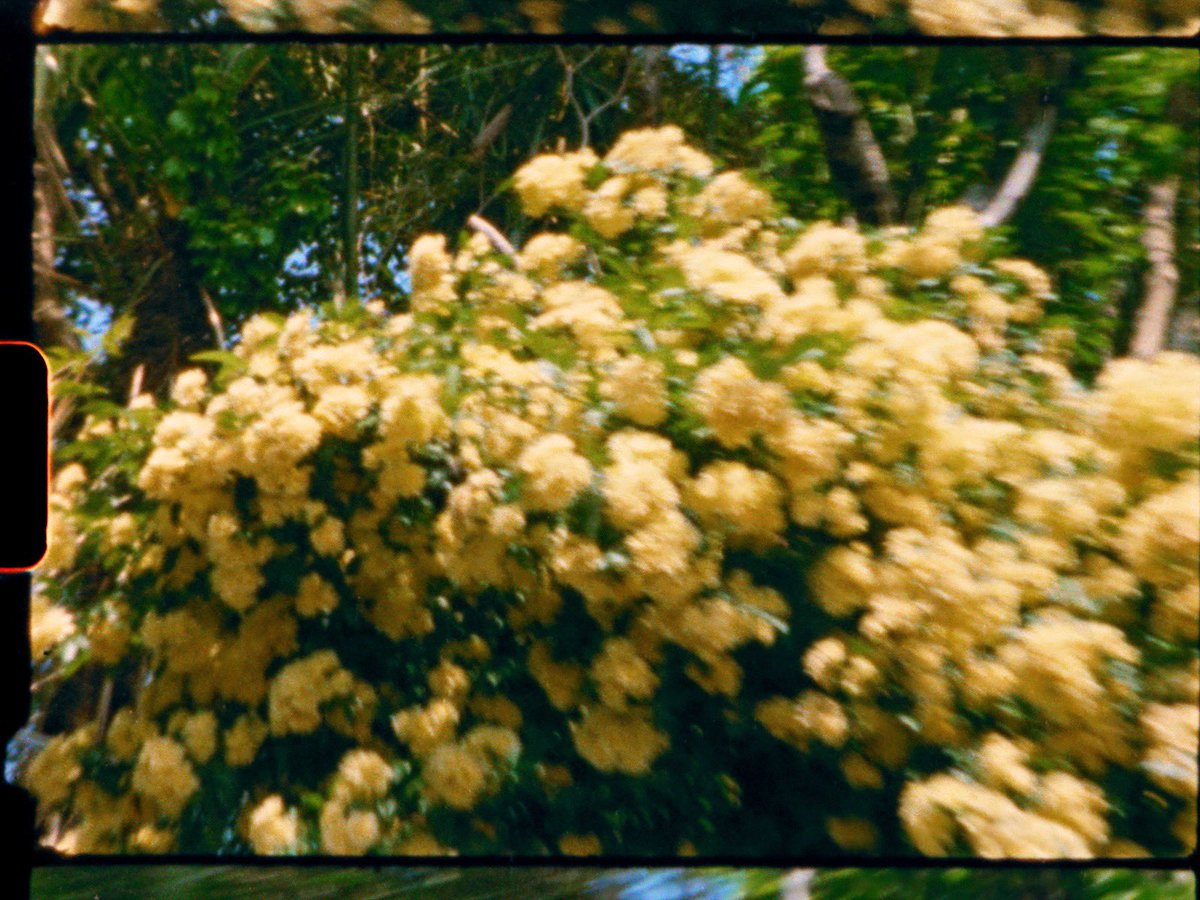 KAI_MIH_'s tweet photo. 8mmフィルムで彼らを撮った理由は

"等身大の彼ら"をデータではなく、フィルムというこれからも物として残り続ける媒体にも残したかったからです。
確かな証拠。 https://t.co/9IswiHnnAp
