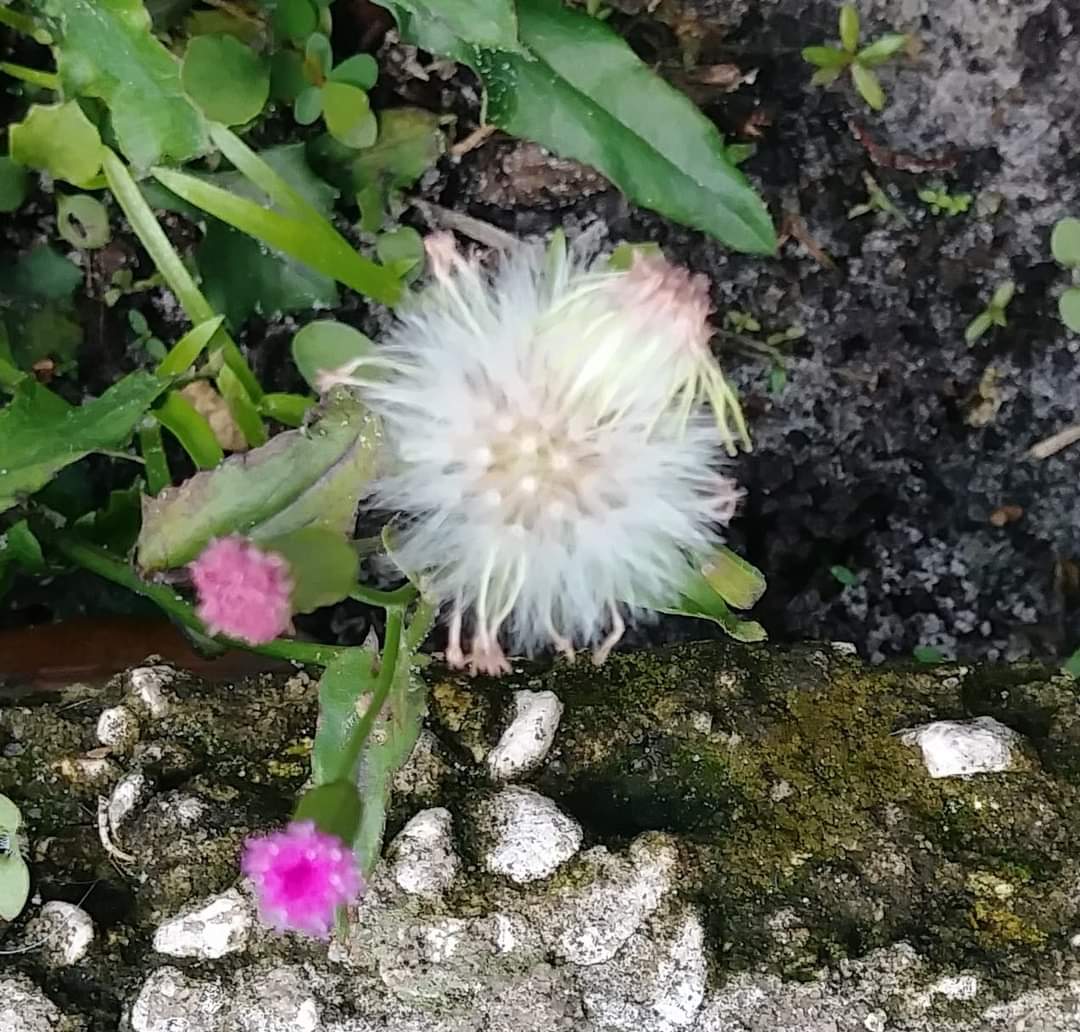 Dandelion! What beauty! 💚 #dandelion #beauty