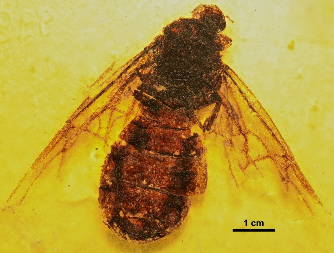 FossilBonanza's tweet photo. The largest known ant is Titanomyrma gigantea from the Messel site in Germany.  The queens could grow up to 7 cm long with a wingspan of 16 cm!
#SupersizeWeek #Paleontology
https://t.co/r91XF2isP0 https://t.co/qRwPHr1rrI