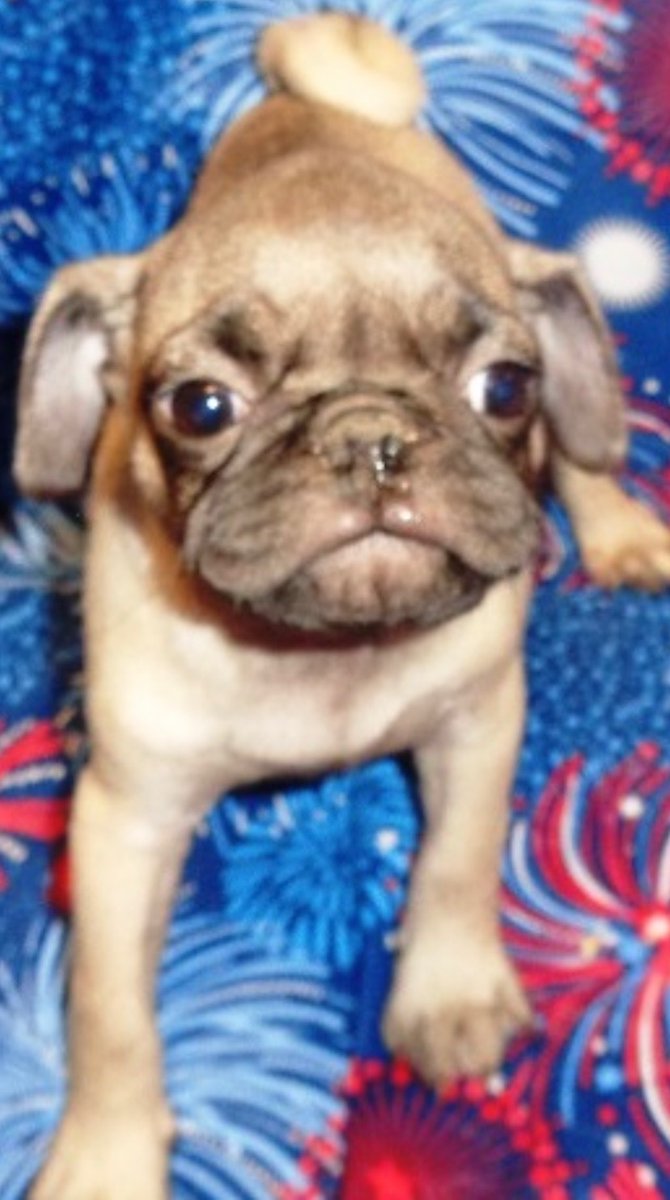 The_Pugess's tweet photo. Dear Twitters,

I turns 2 on June 14. Celebrate all month with me! Bring cake.

xoxo,
gEmMa

#birthdaypug #puglife #puglovers https://t.co/2754RAgn9g
