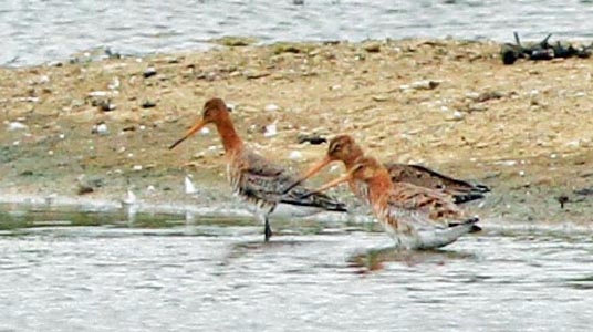 Old Moor-Ringed Plovers,Little-ringed Plover,Greenshank and Black-tailed Godwits just four of a nice selection of waders today @Barnsleybsg  @RSPB_OldMoor @BirdDoncaster