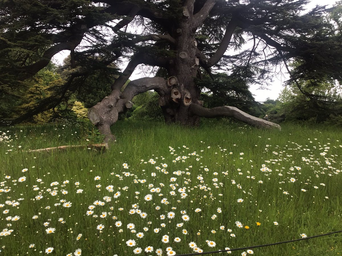 A nice morning at Goodnestone Park