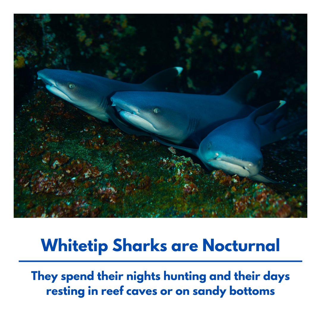 teamsharkwater's tweet photo. Today is World Reef Awareness Day! What better time to talk about the many reef shark species that live and thrive amongst reefs around the world. Check out these cool facts about reef sharks!
#WorldReefAwarenessDay #ReefSharks #CoolSharkFacts #Sharkwater #RobStewart #CoralReefs https://t.co/U44wHB9XgA