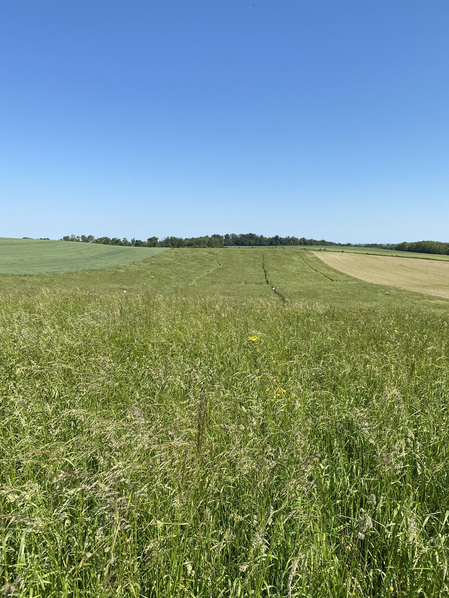 CMOnord's tweet image. Aujourd’hui sur notre expé modulation de l’#ammonitrate sur #prairie avec le @YARA_france #Nsensor c’est l’heure des pesées et échantillonnages sous un🌞 radieux en jolie plaine des #Vosges
Je vous montre tout ça d’en haut dans une vidéo bientôt 🤝
