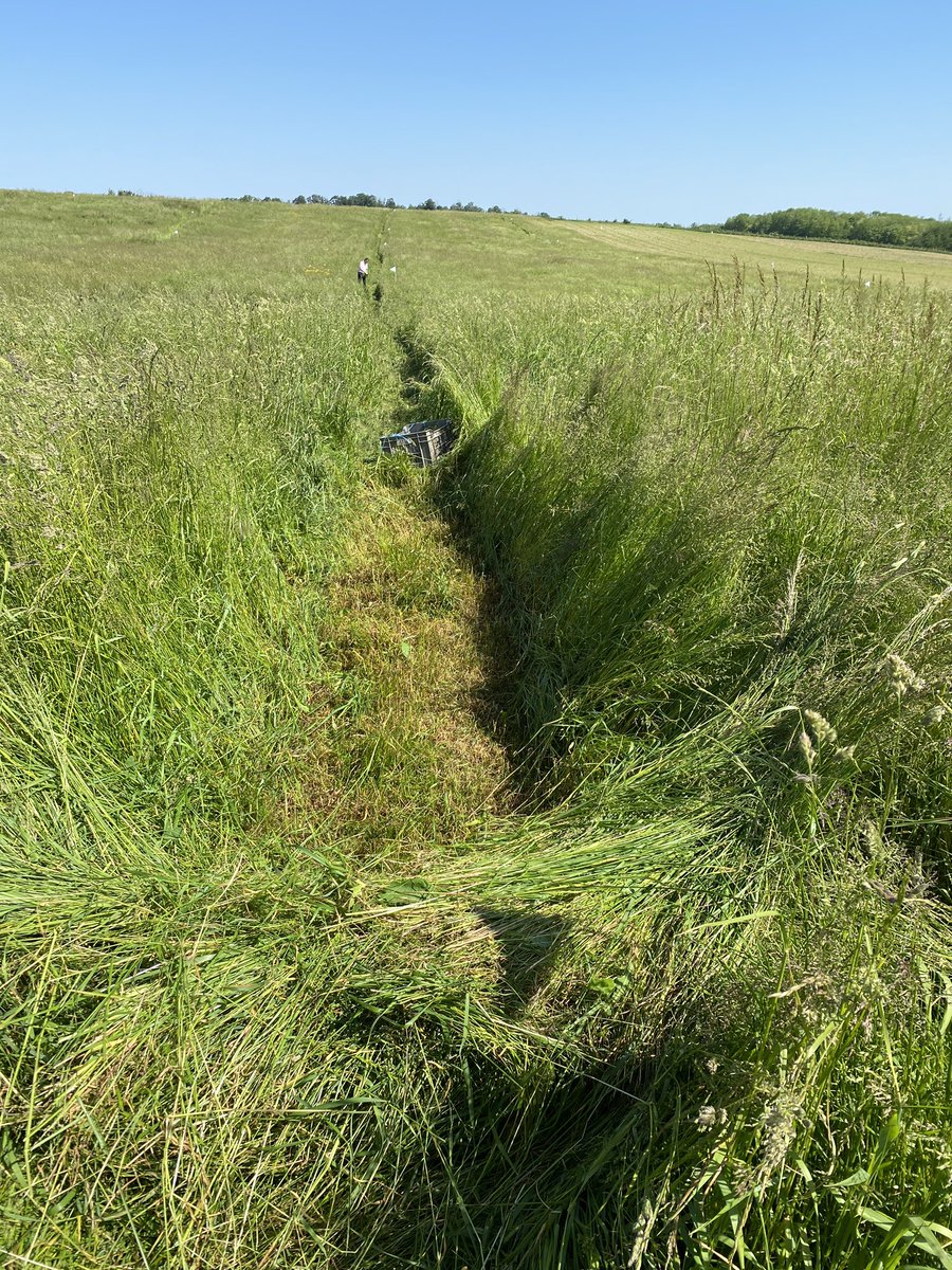 CMOnord's tweet image. Aujourd’hui sur notre expé modulation de l’#ammonitrate sur #prairie avec le @YARA_france #Nsensor c’est l’heure des pesées et échantillonnages sous un🌞 radieux en jolie plaine des #Vosges
Je vous montre tout ça d’en haut dans une vidéo bientôt 🤝