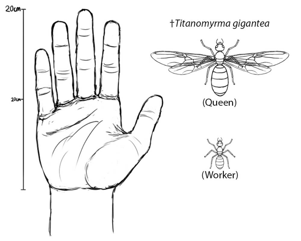 FossilBonanza's tweet photo. The largest known ant is Titanomyrma gigantea from the Messel site in Germany.  The queens could grow up to 7 cm long with a wingspan of 16 cm!
#SupersizeWeek #Paleontology
https://t.co/r91XF2isP0 https://t.co/qRwPHr1rrI