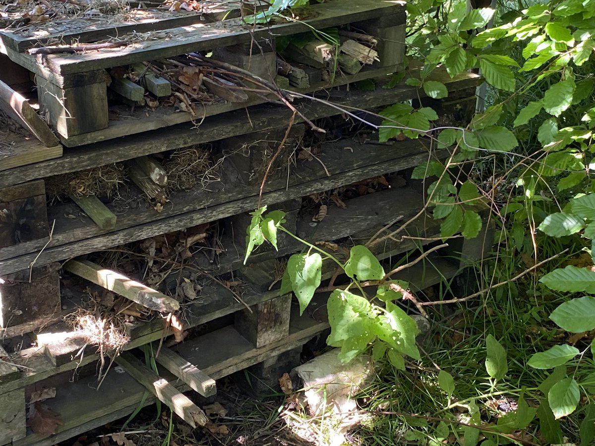 dpsforestschool tweet media