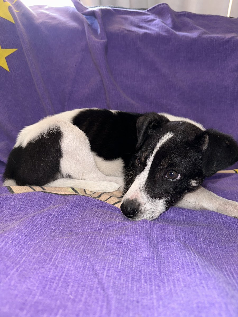PieriKisluk's tweet photo. ayúdeme q buscarle un hogar a esta hermosura 🥺🙏🏻❤️ https://t.co/S5qCF03h3w