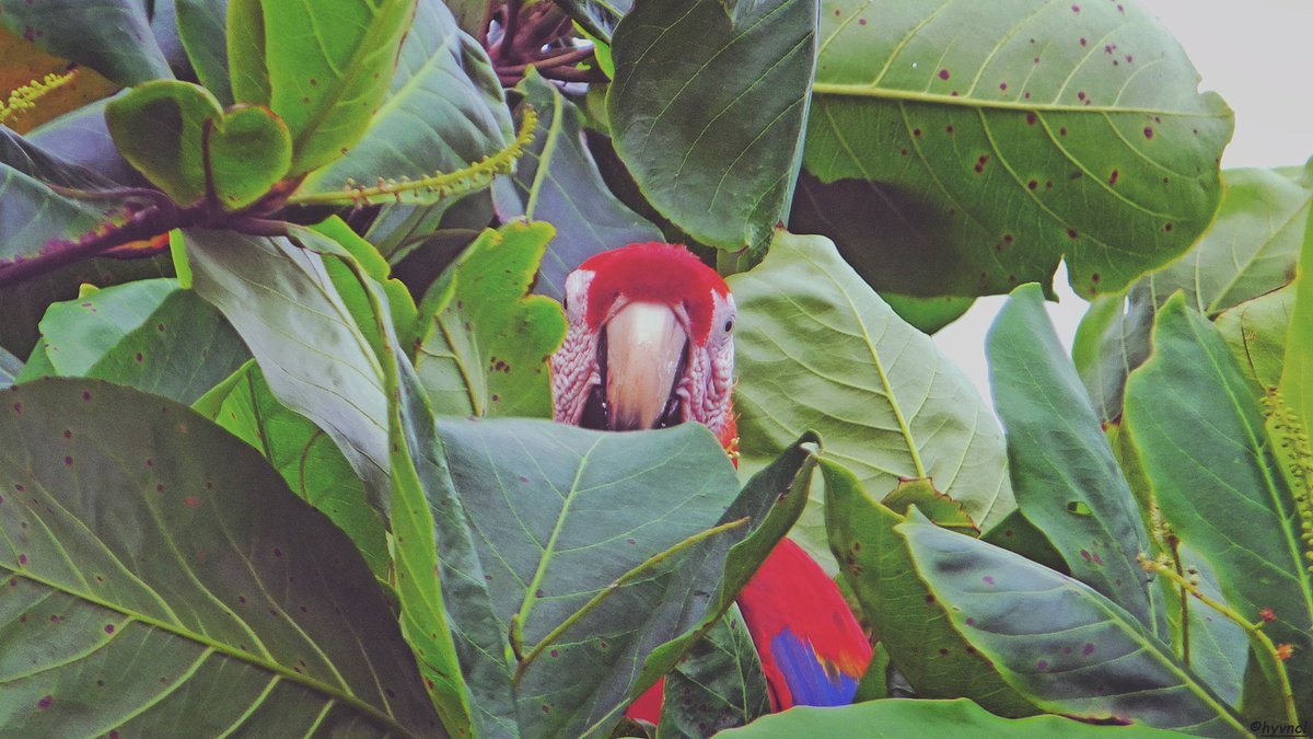 instagram.com/p/Cs84V_YMwVU/… 

#scarletmacaw #aramacao #tiskitajunglelodge #costarica #reintroduction #playapuntabanco #avesdecostarica #pajareo #hayvanmanzaraları #neotropicalbirds #proyectoara #thearaproject #birdscapes #16x9_birds #macawrecoverynetwork