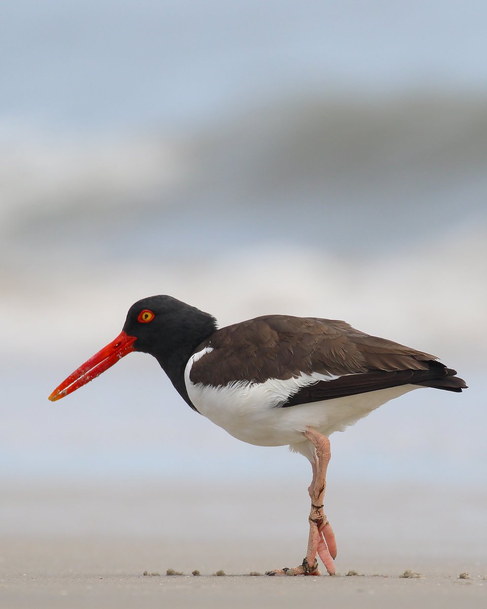 himanshuguptapr's tweet photo. Bird Id: American Oystercatcher

#Canon Gears

#Audubon #feathers #scarlet #njshore #CapeMay #birdwatching
#birdphotography #birds #birding #BirdTwitter #birdwatching #TwitterNatureCommunity #TwitterNaturePhotography #NaturePhotography #oyestercatcher https://t.co/ZgMrt4gkNA