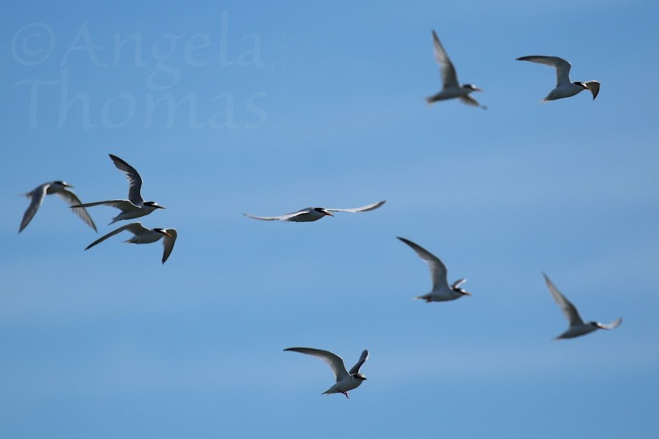 Chesil Little Tern Recovery Project tweet media