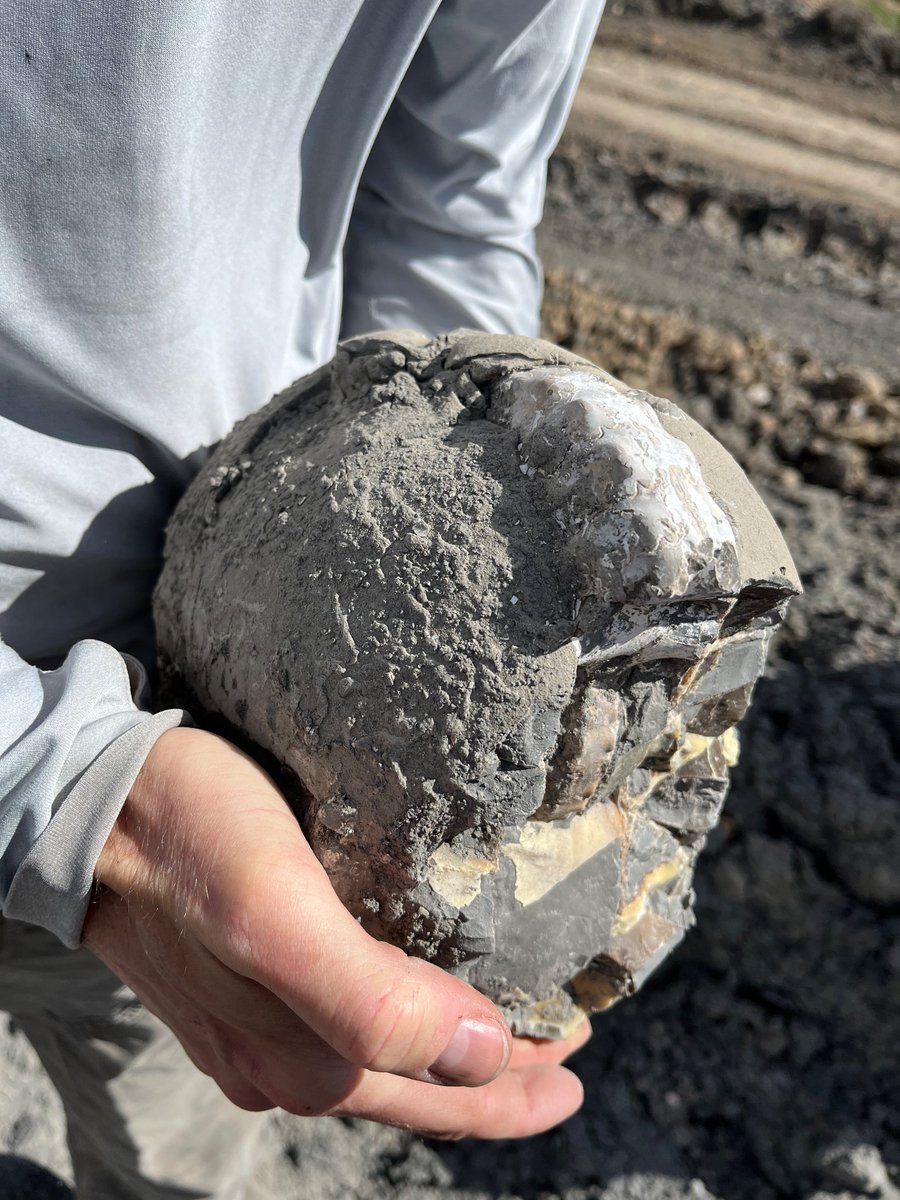 Looking for several early career researchers (or others!) to serve on <a href="/SEPMGEO/">SEPM Society for Sedimentary Geology</a>’s Research Council. Great opportunity to get more involved with SEPM.

Please RT and reach out if you know of anyone who might be interested.

Photo of huge ammonite to get your attention 😉