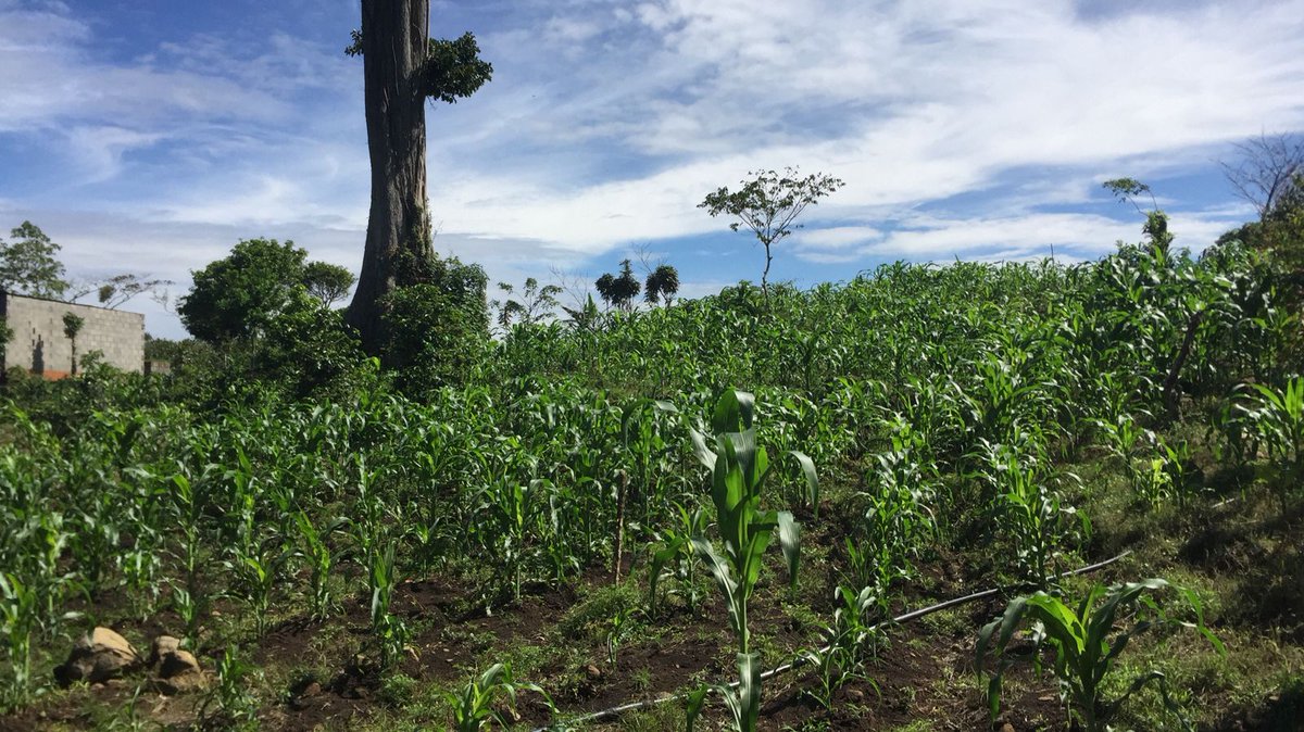 👨‍🌾👩‍🌾 El campo en #Nicaragua 🇳🇮 activo, produciendo, garantizando el alimento de las familias.

@MEFCCANic
<a href="/intanicaragua/">INTA Nicaragua 🇳🇮</a>
<a href="/IpsaNicaragua/">Instituto de Protección y Sanidad Agropecuaria</a>

#JunioEnVictorias #UnidosEnVictorias